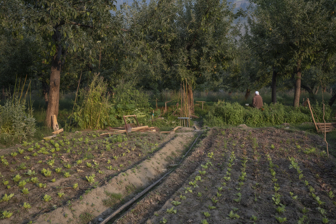 A working kitchen garden in Kashmir